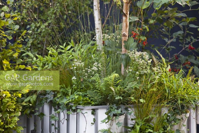 Small forest planting in containers. Plants are Betula pendula, Polystichum setiferum, Asplenium scolopendrium, Dryopteris filix-mas, Dryopteris erythrosora, Astrantia major 'Florence' and Crataegus monogyna. The IBC Pocket Forest at Chelsea Flower Show 2021