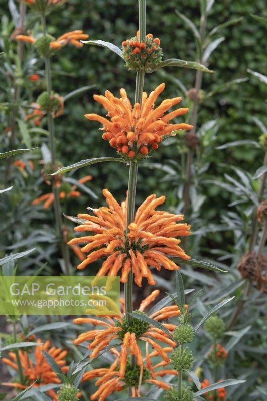 Leonotis leonurus, lion's tail, wild dagga