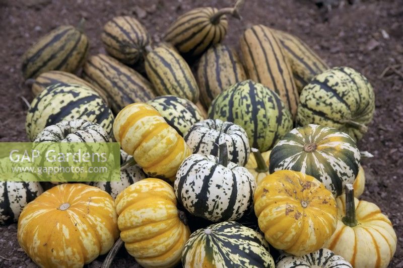 The harvest of Winter Squashes - Cucurbita pepo  varieties - 'Delicata Honeyboat'  - rear, 'Harlequin' - centre,  'Blaze' - front