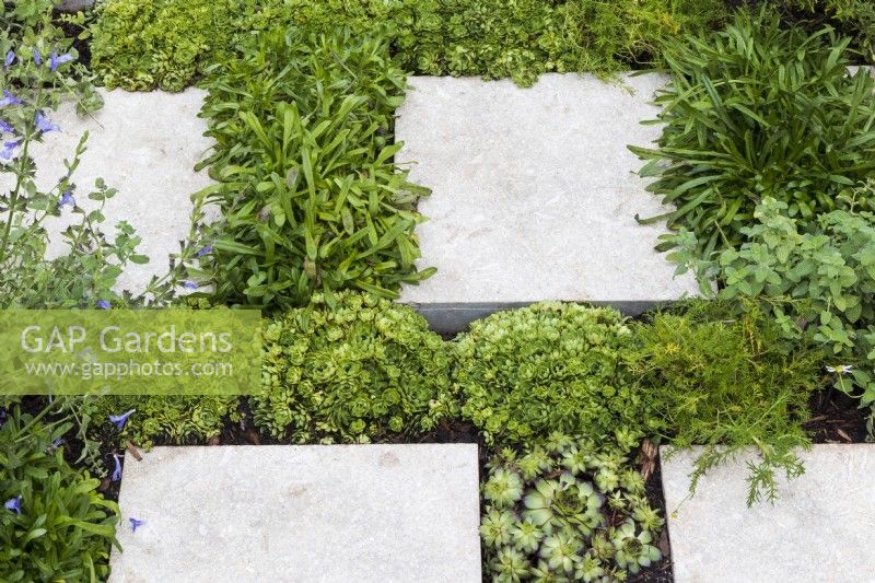 Low-growing plants between paving stones maximise planting space. Green roof species including sempervivums, salvias and chamomile allow shallow soil depth and are drought tolerant and tolerant to weather exposure. Green Sky Pocket Garden.