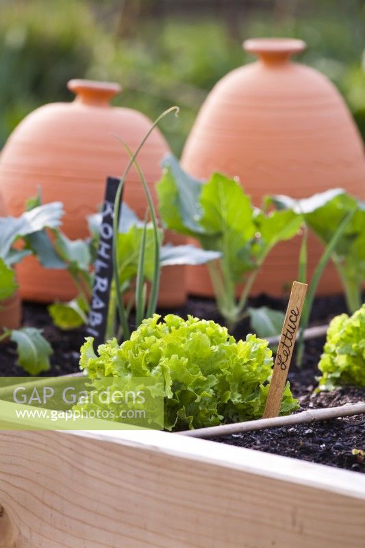 Lettuce in raised bed.