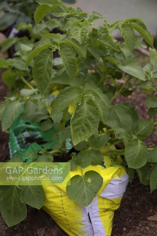 Growing potatoes in a grow bag - Solanum tuberosum 'Maris Bard'