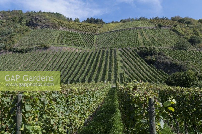 Hammerstein / Leutesdorf Rhineland-Palatinate Germany Vineyards of the Mittelrhein, renowned for Riesling wines. 