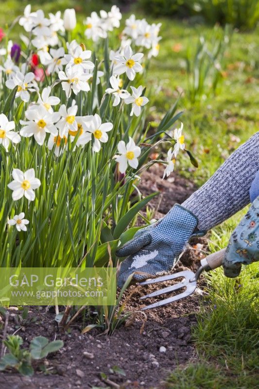 Applying fertilizer of arounf daffodils.