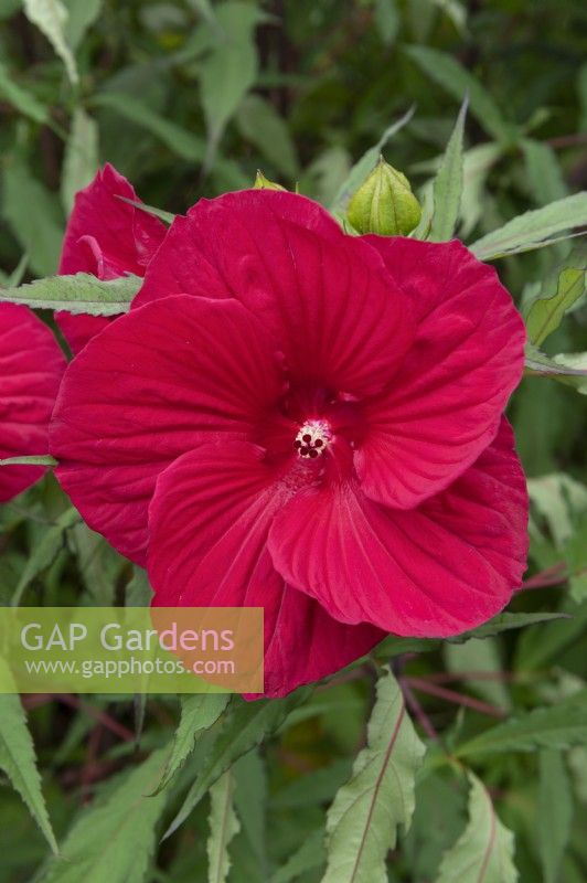 Hibiscus grandiflorus - 'Fireball' - giant hibiscus 