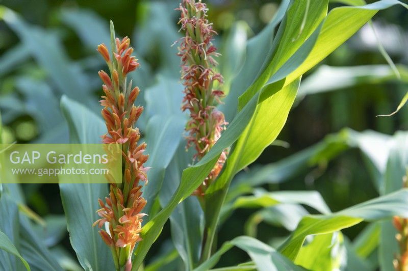 Hedychium densiflorum -  'Assam Orange' - Ginger Lily