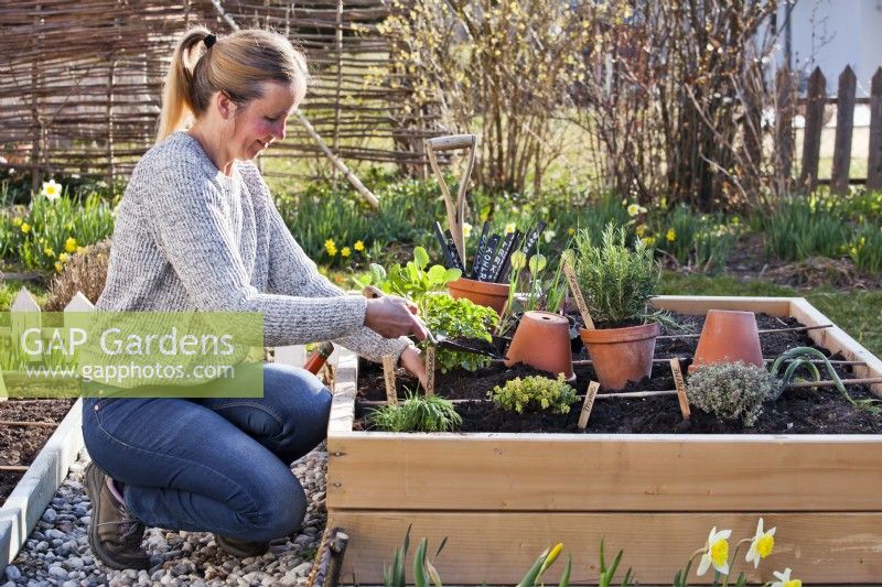 Woman planting herbs in raised bed - thyme, oregano, rosemary and chives.