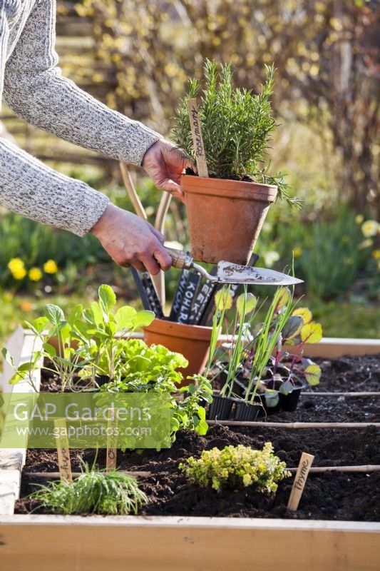 Woman planting rosemary in raised bed.