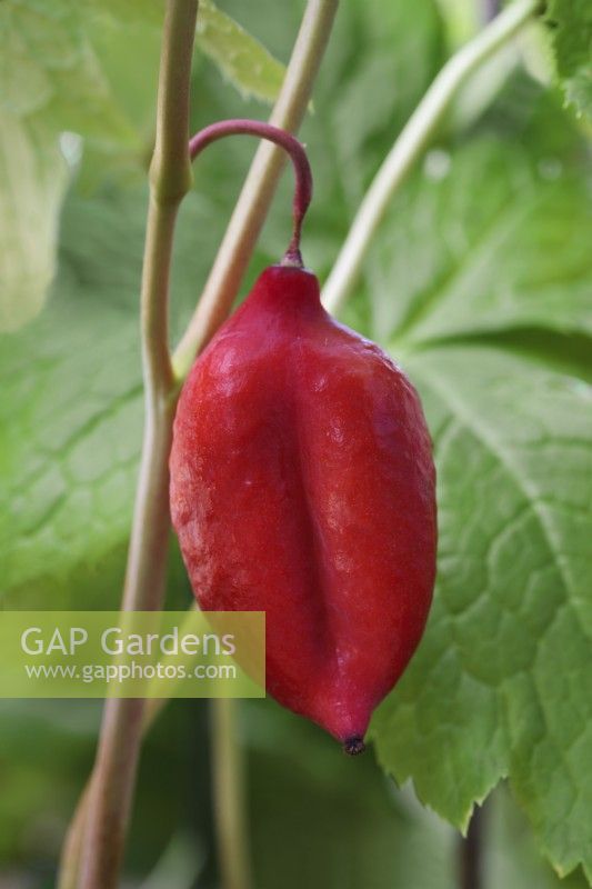 Podophyllum hexandrum seed pod - himalayan mayapple