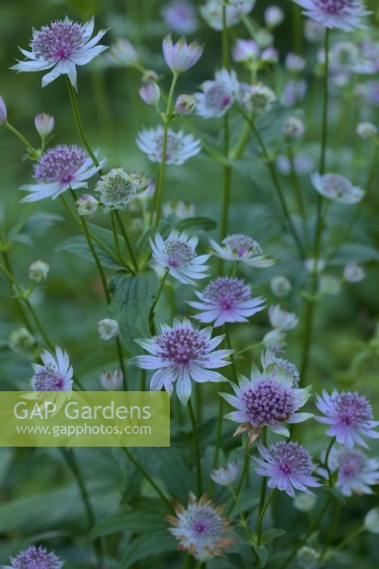 Astrantia 'Buckland'