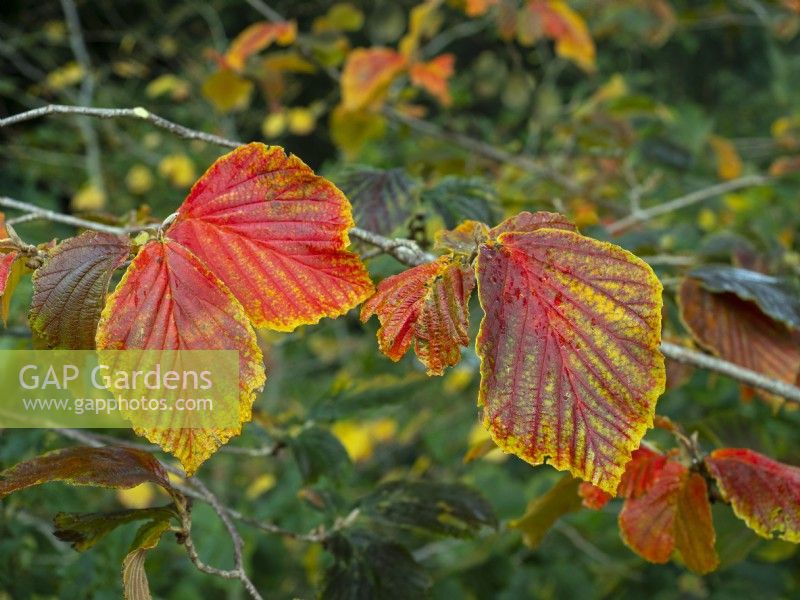 Autumn leaves of Hamamelis vernalis Amethyst in Mid October