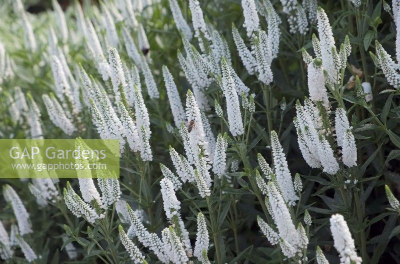 Veronica longifolia 'First Lady'