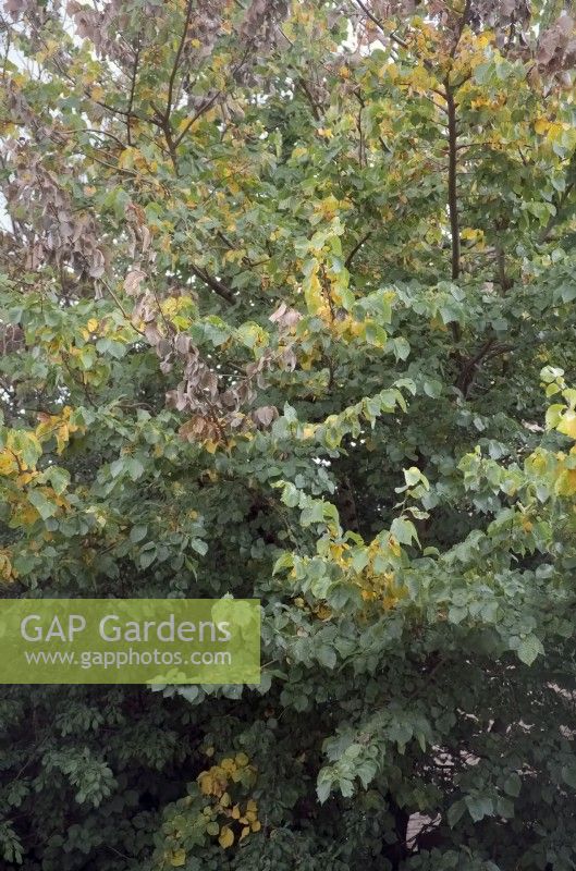 Dutch Elm disease caused by Ophiostoma ulmi affects Elm trees - Umlus sp. when they reach a certain size - symptoms shown midsummer