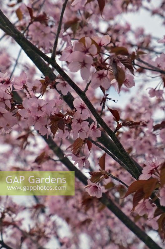 Prunus sargentii 'Rancho' - spring cherry blossom