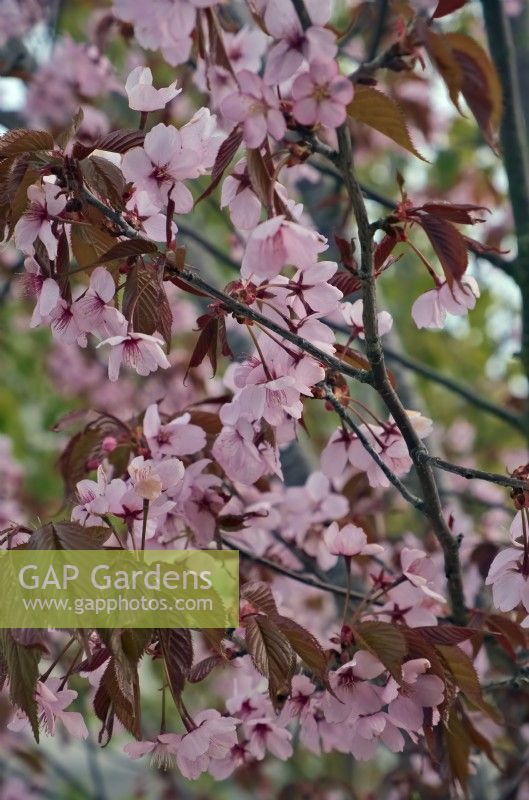 Prunus sargentii 'Rancho' - spring cherry blossom