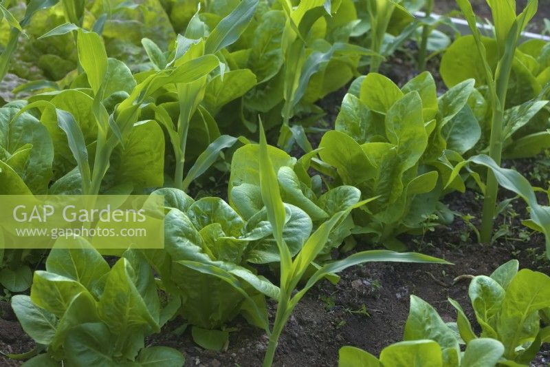 Zea mays 'Earlibird' sweet corn crop interplanted with Lettuce Lactuca sativa 'Little Gem' 