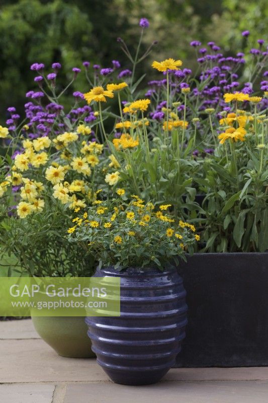 A collection of pots with Sanvitalia 'Cuzco Compact' and Coreopsis 'Galaxy' and Gaillardia Mesa Yellow behind - Cheshire - July