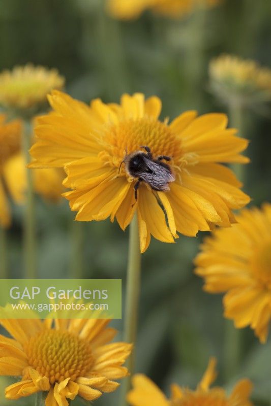 Bumble bee on Gaillardia 'Mesa Yellow' - Blanket Flower - July