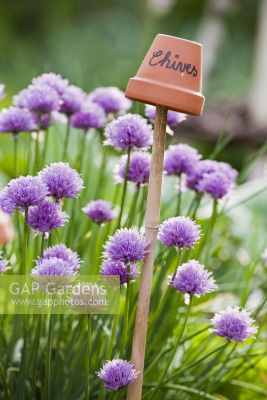 Allium schoenoprasum - chives.