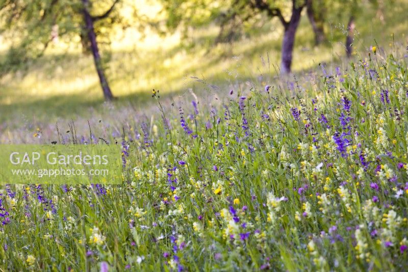 Wildflower meadow with Rhinanthus glacialis - Yellow rattle, Salvia pratensis - Meadow Clary, Trifolium pratense - Red clover, Knautia arvensis - Field Scabious, Tragopogon pratensis - Meadow salsify and grasses.