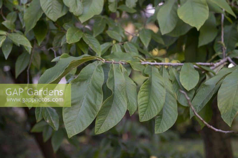 Asimina triloba - American pawpaw foilage