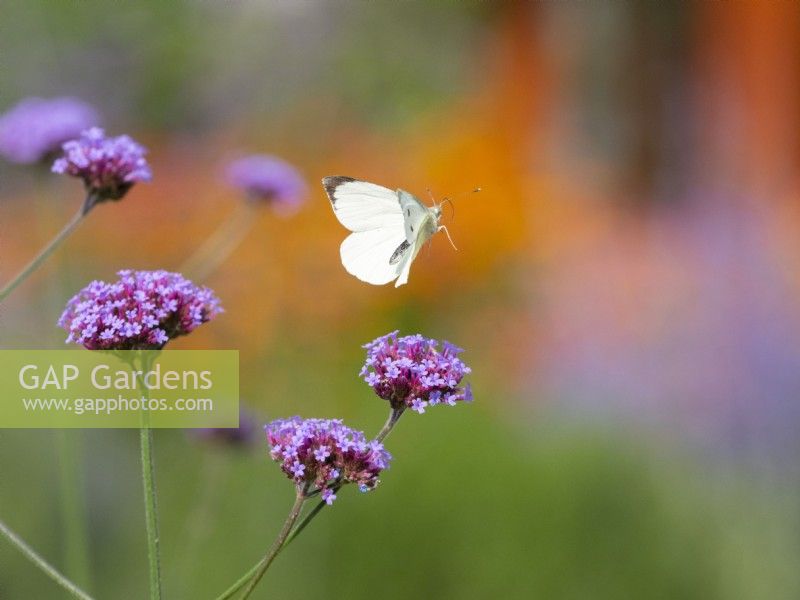 Small White, Pieris rapae, flying through Verbena bonariensis, August, Summer