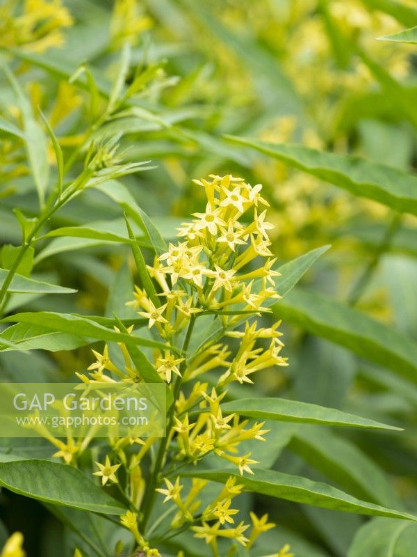 Cestrum parqui, willow-leaved jessamine, Summer August,