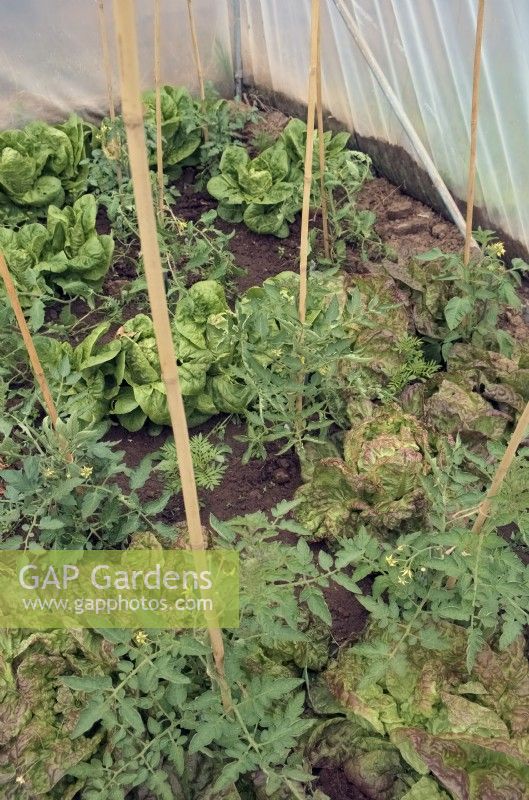 Tomatoes - Solanum lycopersicum interplanted with Lactuca sativa - Lettuce in a small polytunnel