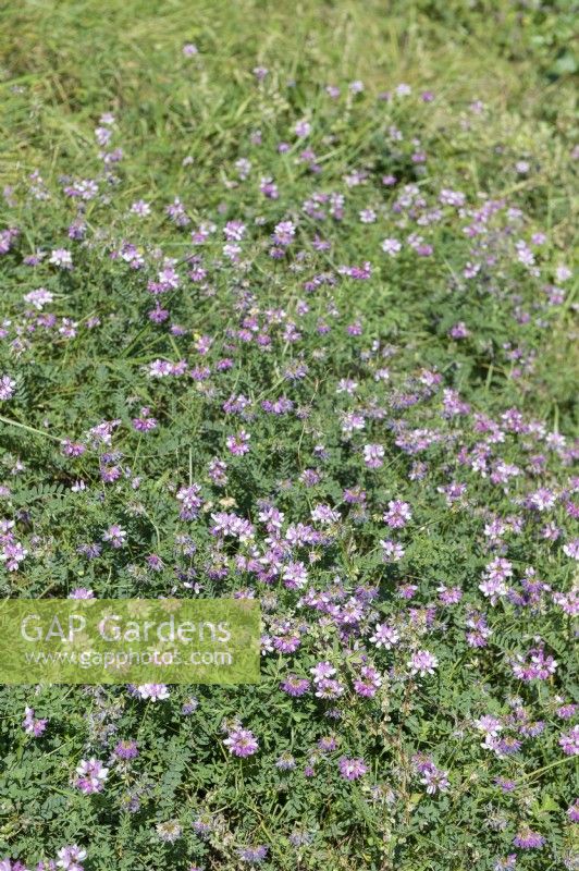 Securigera varia synonym Coronilla varia - crownvetch  growing on a dike in the Alsace, France. 