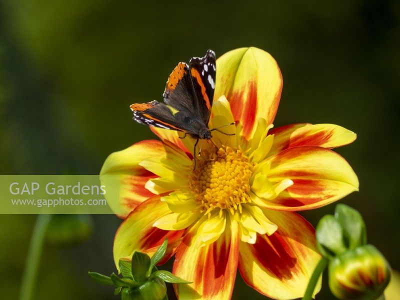 Dahlia 'Pooh' with Red Admiral butterfly

