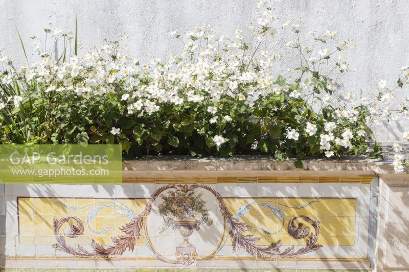 Raised beds with white Japanese anemones and walls faced with decorative tiles of Azulejos in The Botanic Garden. Queluz, Lisbon, Portugal, September. 