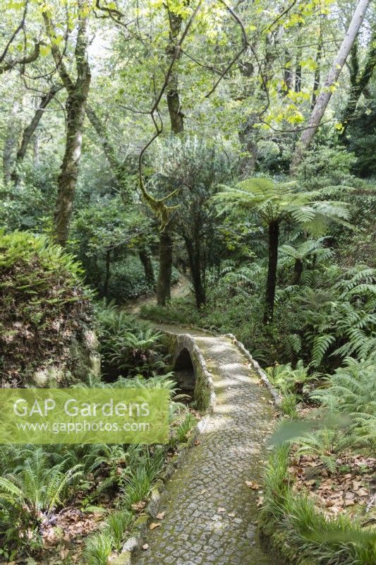 Cobbled path and bridge with ferns in the Queens Fen Valley. Parque da Pena, Sintra, near Lisbon, Portugal, September.