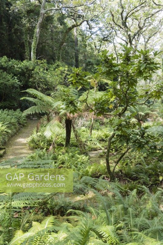 Path and ferns in the Queens Fern Valley. Parque da Pena, Sintra, near Lisbon, Portugal, September.