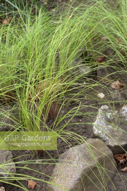 Chionochloa conspicua - tussock grass