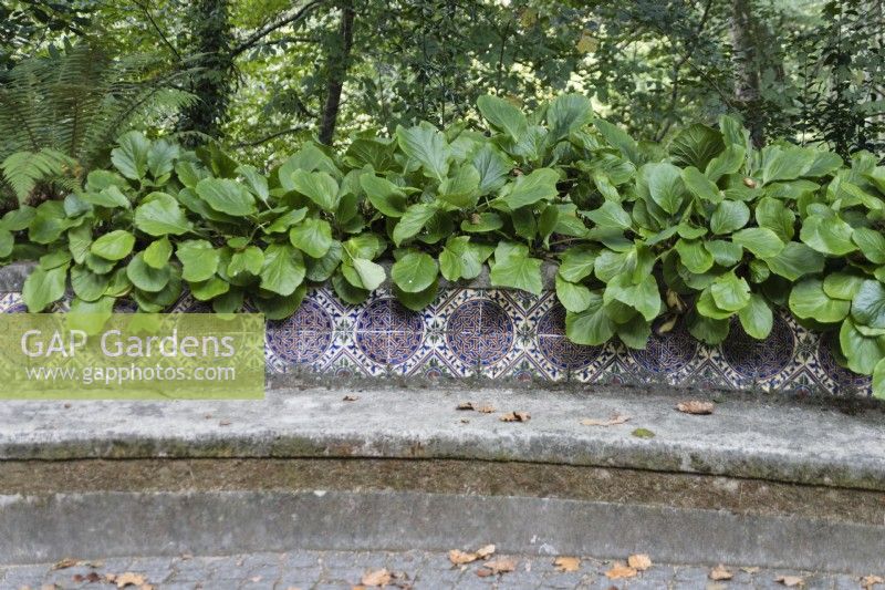 Bergenia planted at back of stone bench which is faced with decorative tiles. Parque da Pena, Sintra, near Lisbon, Portugal, September.