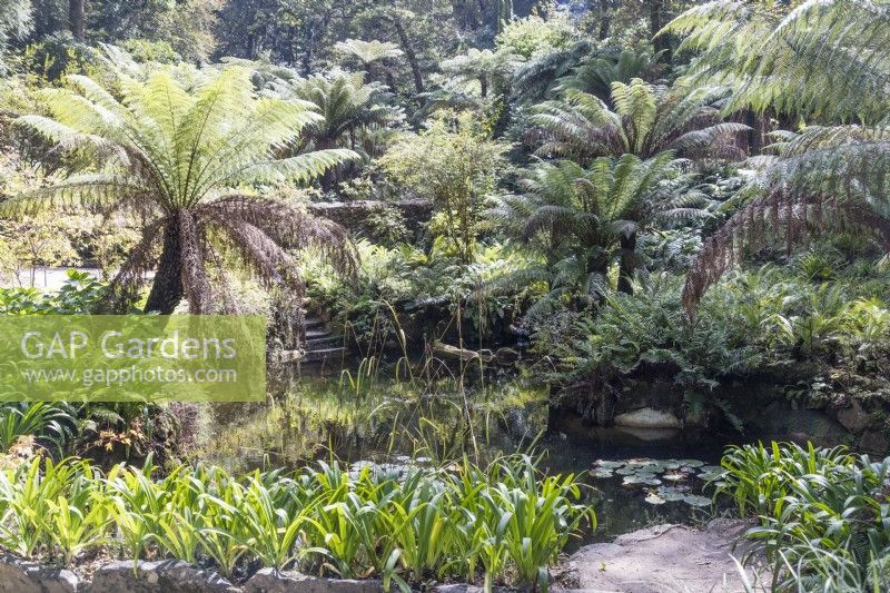 Tree ferns and pond in the Queens Fern Valley. Parque da Pena, Sintra, near Lisbon, Portugal, September.
