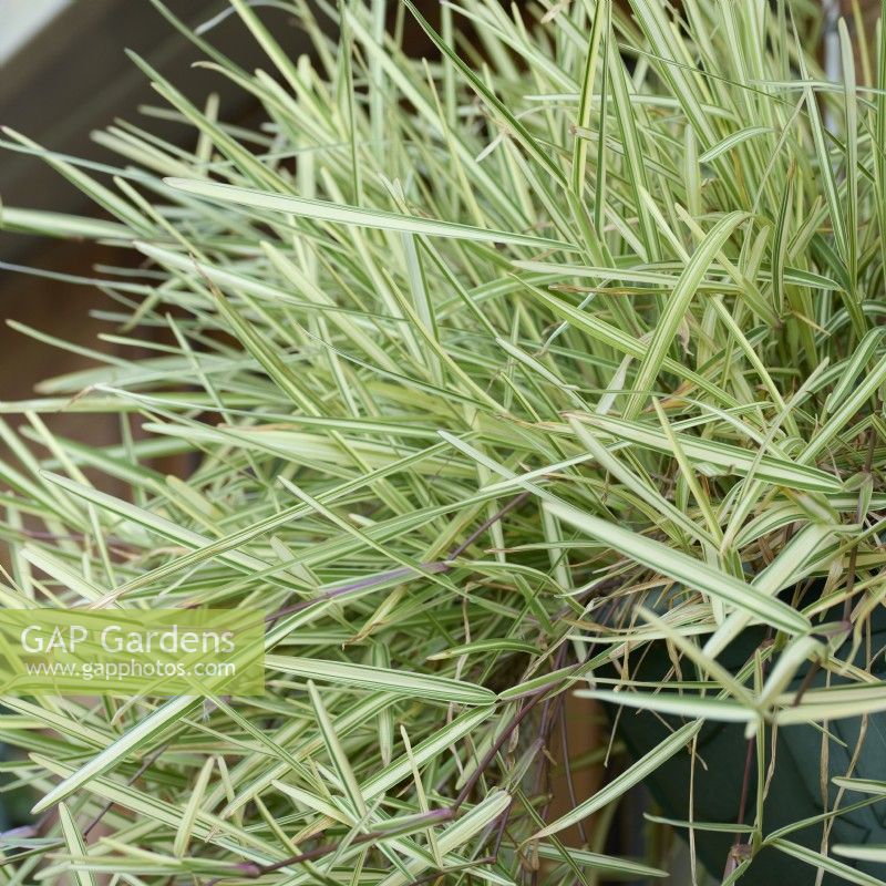 Stenotaphrium secundatun 'Variegatum' growing in a wall basket - variegated buffalo grass