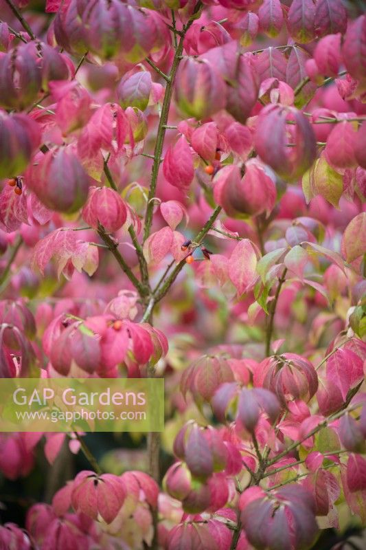 Euonymus alatus var. apertus in October