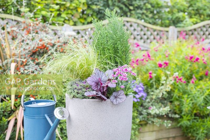 Autumn container arrangement containing Dianthus 'Pink Kisses', Heuchera 'Shanghai', Ornamental Kale, Chamaecyparis lawsonia, Anemanthele lessoniana 'pheasant's tail'