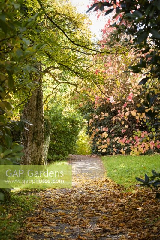 Path through Hergest Croft Gardens, Herefordshire in October leading towards Vitis cognetiae growing into a tree