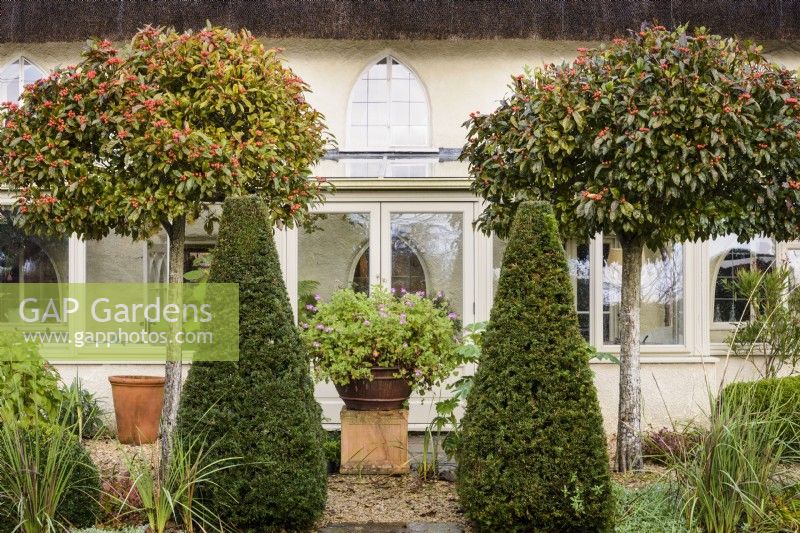 Clipped yews, Taxus baccata, and lollipop Crataegus Ã— lavalleei 'Carrierei' in a November garden