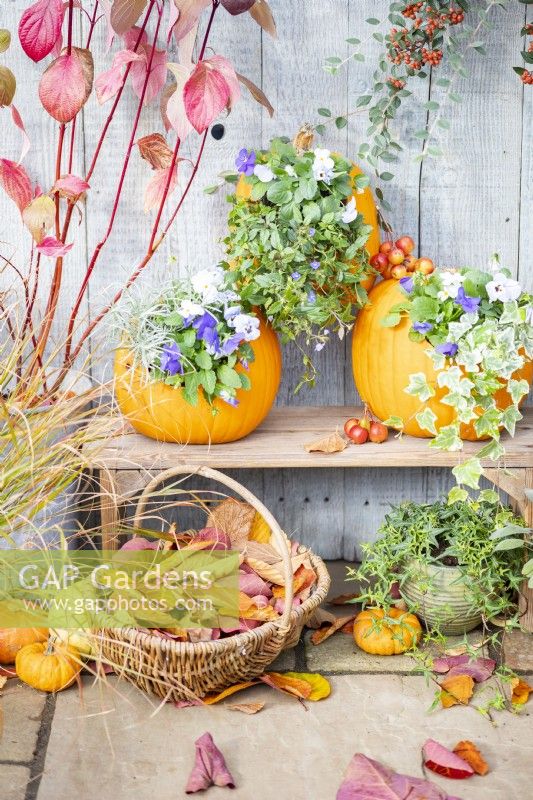 Pumpkins being used as plant pots containing Violas