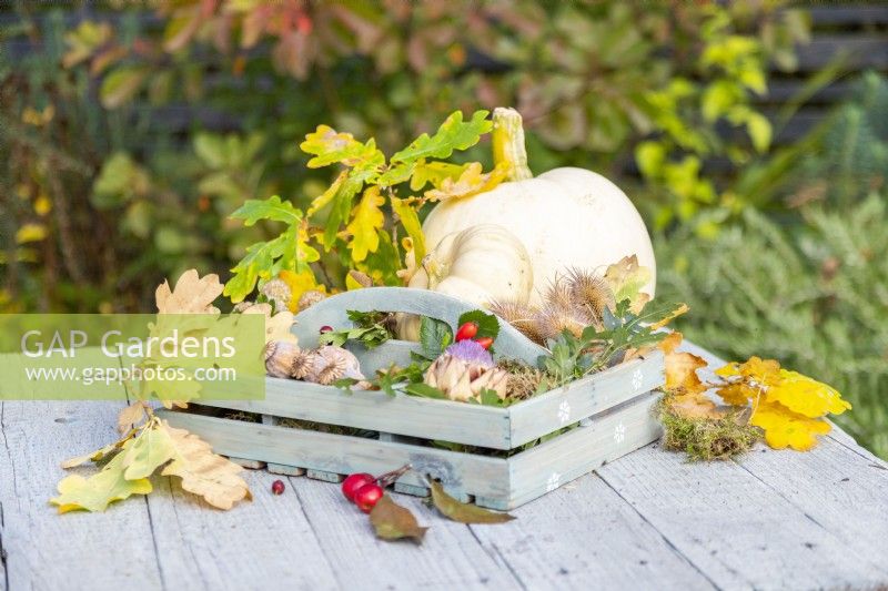 Pumpkin, Squash, rosehips, seed pods, moss, and oak leaves in and around a wooden tray