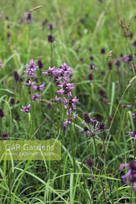 Stachys officinalis - Betony growing wild in lime rich meadow