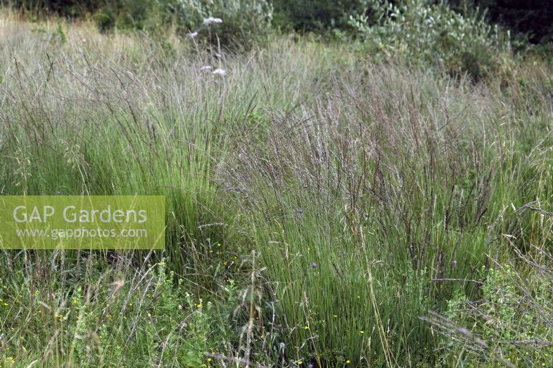 Molinia caeurulea - Purple Moor Grass growing on acid heathland in southern UK