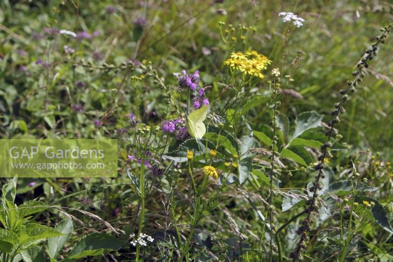Gonepteryx rhamni - Brimstone Butterfly nectaring on Clinopodium vulgare