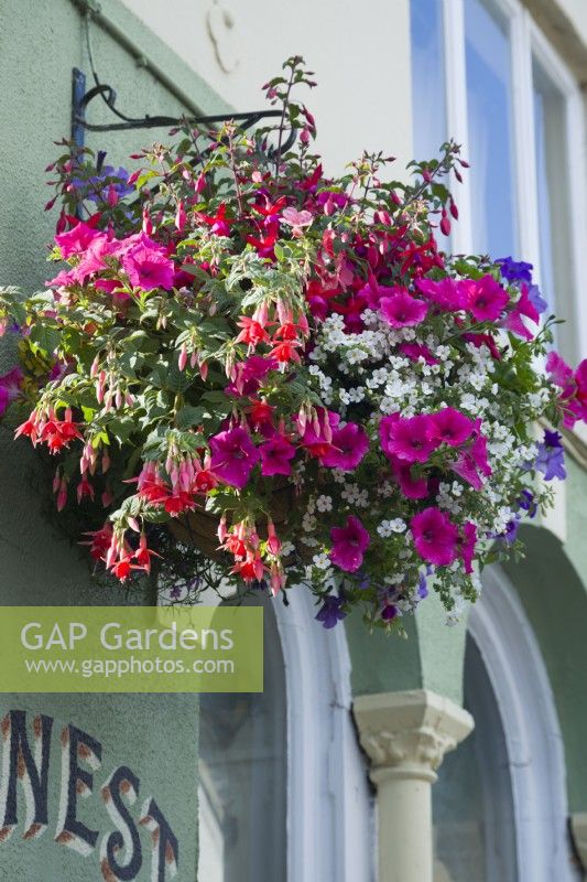 Pub hanging basket with petunias, fuchsias and bacopa cordata - July.