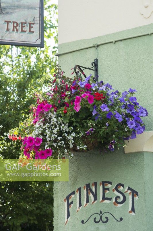 Pub hanging basket with petunias, fuchsias and bacopa cordata - July.