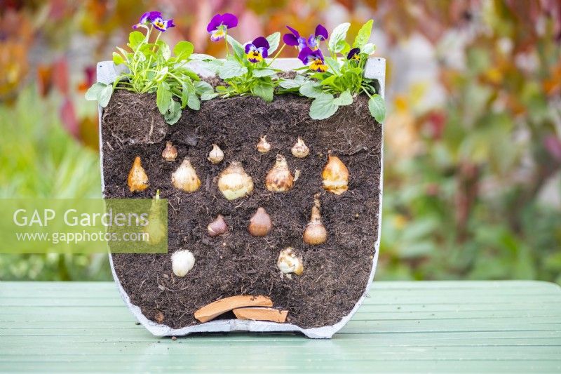 Cross section of pot planted with; Allium, Narcissus, Tulipa and Crocus bulbs