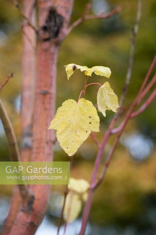 Acer pensylvanicum erythrocladum - Snake bark maple tree leaf in autumn